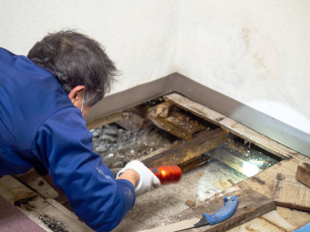 Office Mold Removal Services in Jamestown, NC