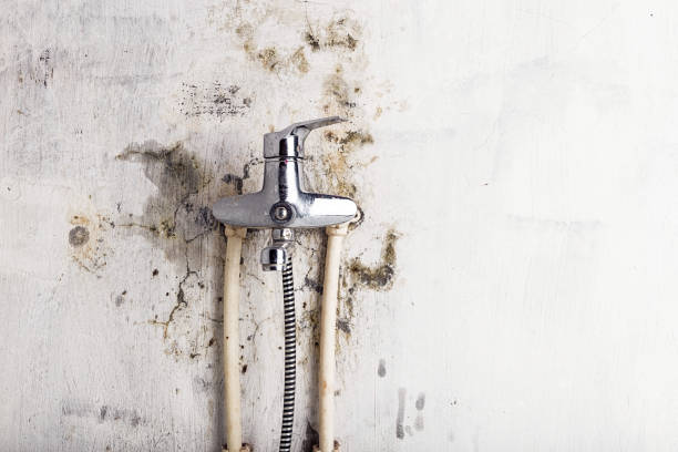 Best Mold Cleaning Services  in Jamestown, NC