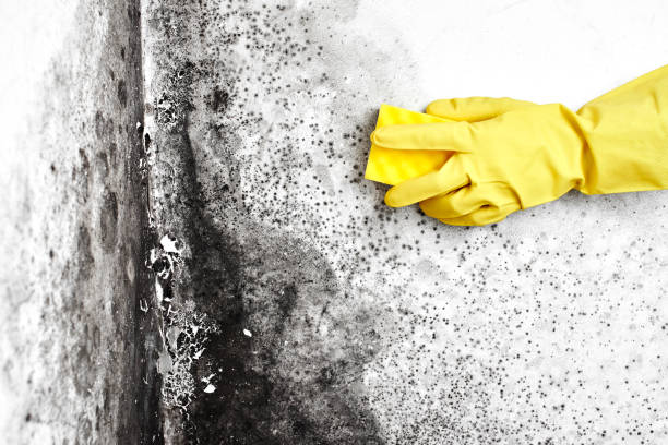 Best Mold Damage Repair  in Jamestown, NC