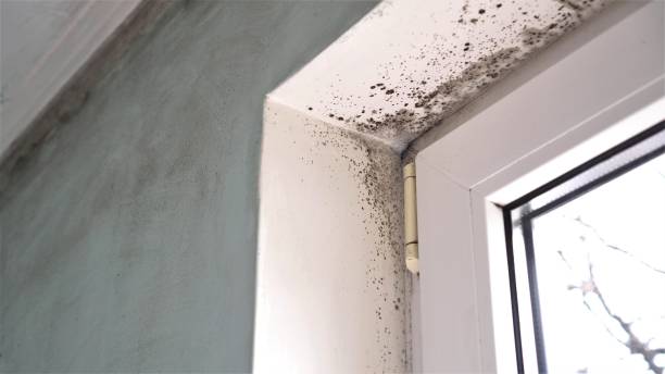 Home Mold Removal in Jamestown, NC
