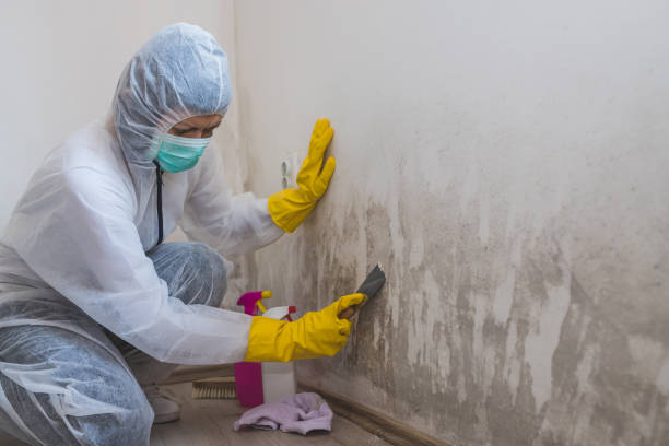 Best Black Mold Removal  in Jamestown, NC