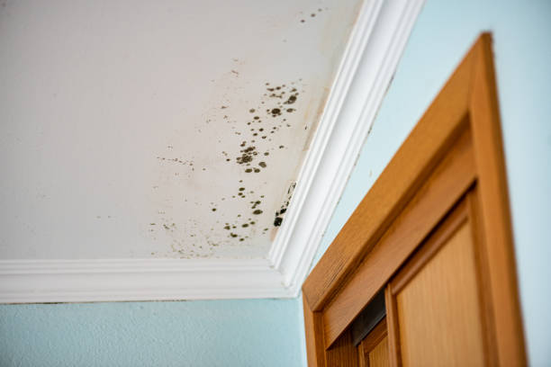 Best Best Mold Removal Companies  in Jamestown, NC