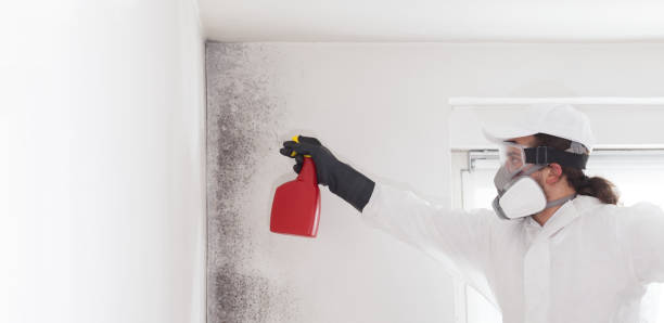 Best Residential Mold Removal  in Jamestown, NC