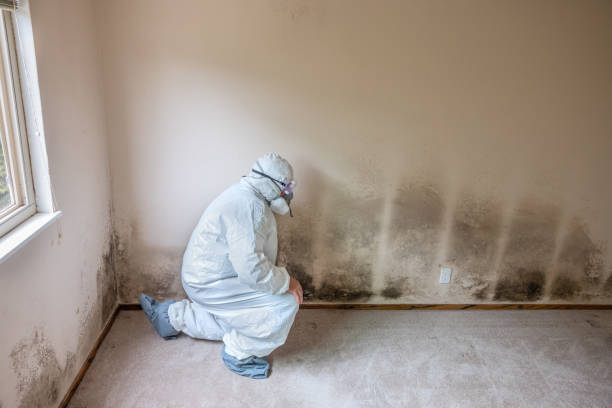 Best Emergency Mold Removal  in Jamestown, NC