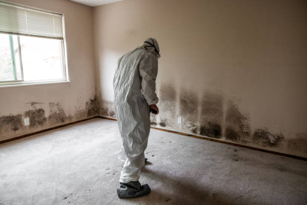 Best Home Mold Removal  in Jamestown, NC