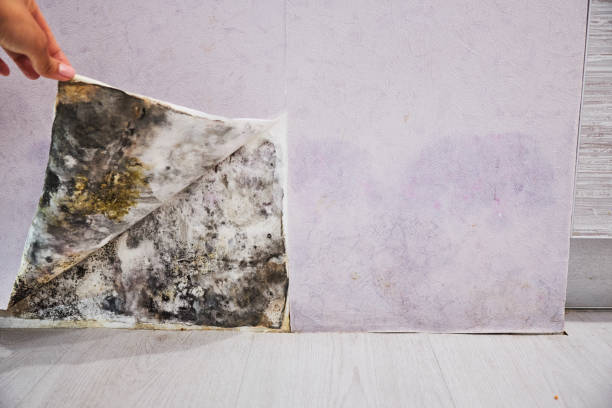 Jamestown, NC Mold Removal Company